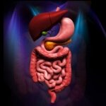 Stomach pix for GERD article by Norm Robillard, Ph.D., Founder of Digestive Health Institute