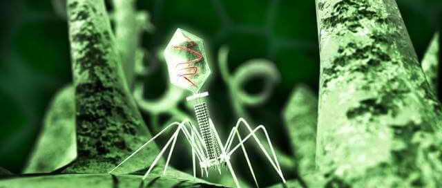 Bacteria-eating viruses kill C diff - An alternative to antibiotics?