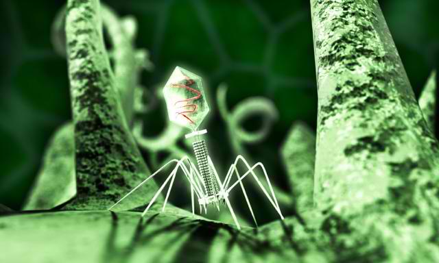 Bacteria-eating viruses kill C diff - An alternative to antibiotics?