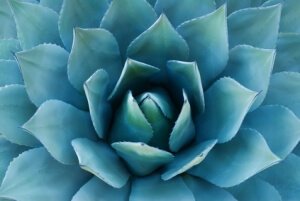Fast Tract Diet Q&A - Agave and Fermentation Potential