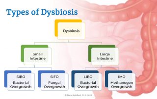 Gut Dysbiosis by Dr. Norm