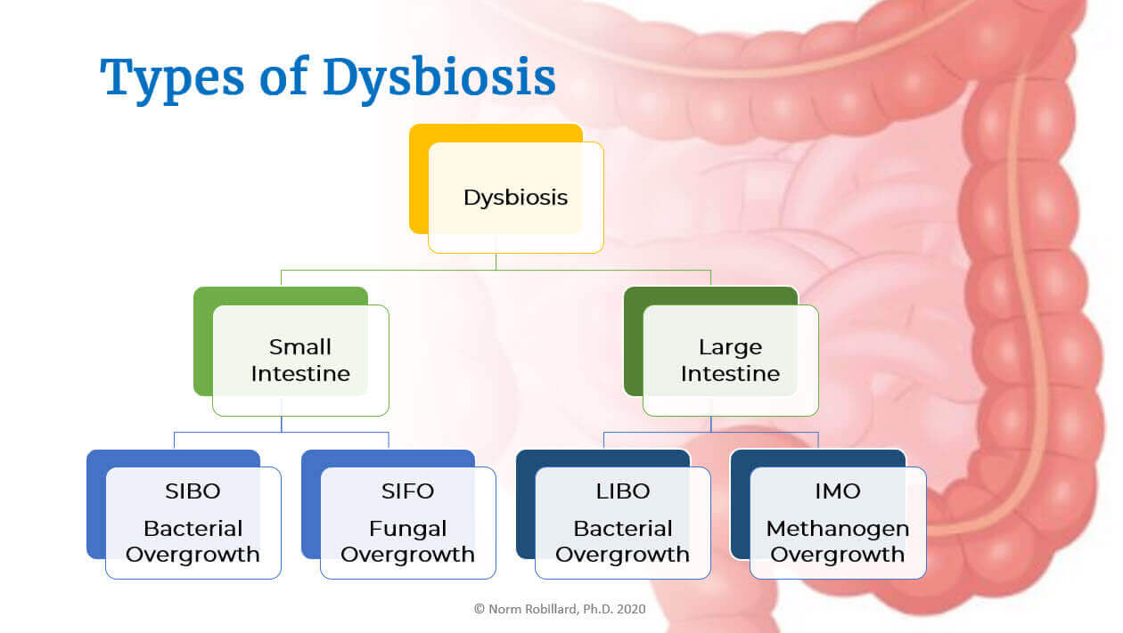 dysbiosis or sibo